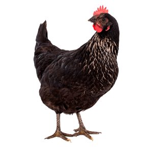 Gallina negra