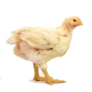 Pollo de engorde mediano