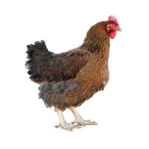 Gallina Marrona