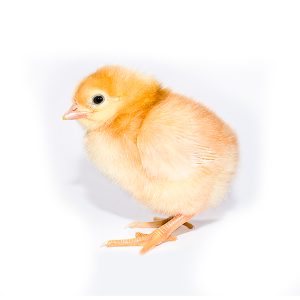 Gallina ponedora bebé